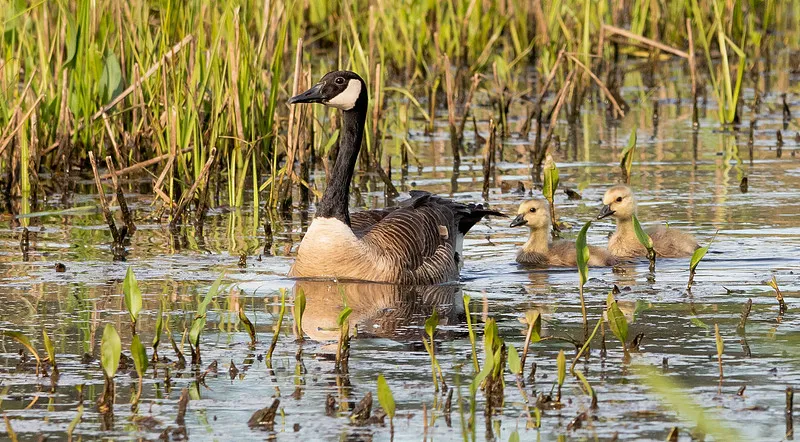 Comox Valley Photographic Society